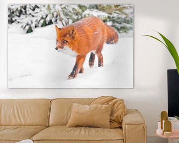 Ein schwungvoller Fuchs im Wald. Schnüffelt suchen . Wunderschöner roter flauschiger Fuchs im Schnee von Michael Semenov