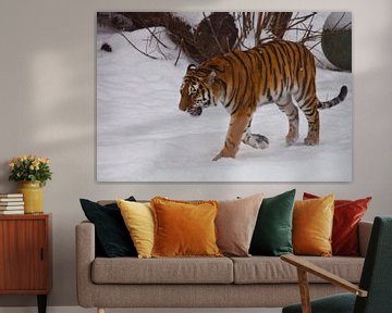 Der mächtige Amur-Tiger geht in tiefen weißen Schnee, die Natur des russischen Fernen Ostens und Chi von Michael Semenov