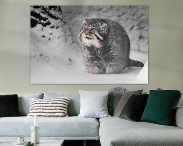 Vette en ontevreden blikken. Ernstige, wrede, pluizige, wilde kattenmanoeuvre op witte sneeuw. van Michael Semenov