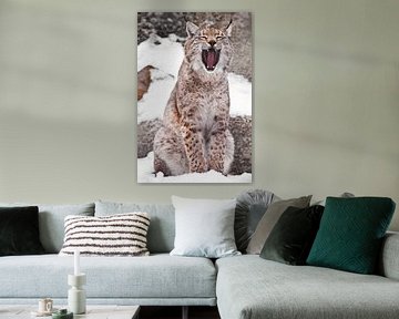 Een lynx die in de sneeuw zit, opent een brede mond. Roofzuchtige en opengesperde mond. van Michael Semenov