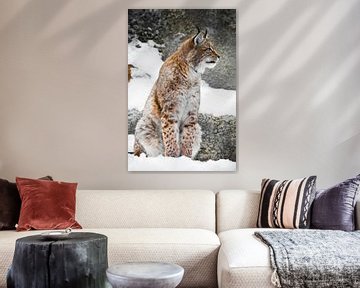 Ein schöner und kräftiger Wildkatzen-Luchs sitzt aufrecht und gerade im Schnee. von Michael Semenov