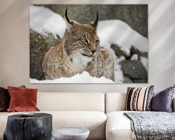Een mooie en sterke wilde lynx zit rustig vol in de sneeuw en kijkt met grote heldere strenge ogen, 