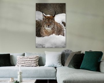 Een mooie en sterke wilde lynx zit rustig vol in de sneeuw en kijkt je met grote, heldere, lachende 