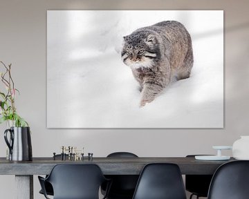 Geïsoleerd op witte sneeuw achtergrond. Ernstige, wrede, pluizige, wilde kattenmanoeuvre op witte sn van Michael Semenov