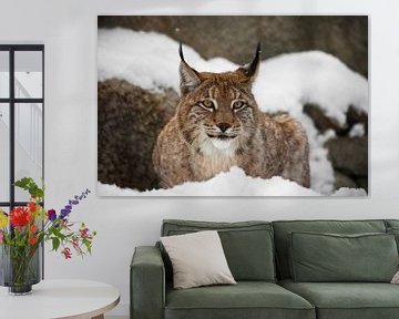 Een mooie en sterke wilde lynx zit rustig vol in de sneeuw en kijkt je met grote, heldere, lachende  van Michael Semenov