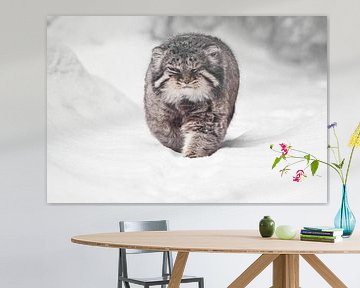 Der brutale, flauschige Wildkatzenmanul auf weißem Schnee kommt direkt auf Sie zu, mit vollem Gesich von Michael Semenov