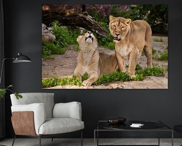 Dreamy and beautiful women liones communicate. Two lioness girlfriends are big beautiful cats on a b by Michael Semenov