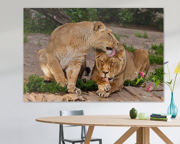 De leeuwinnen wassen, de ene vriendin likt de andere - de vriendschap van de vrouwen. Twee leeuwenvr