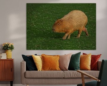 A capybara on an emerald green lawn of green grass, a large Latin American rodent from the Amazon ju by Michael Semenov