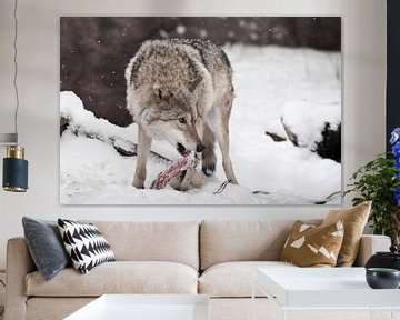 Predatory wolf with a piece of meat in the mouth looking around fearfully, afraid to lose prey. snow by Michael Semenov