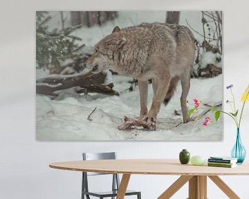 Een wolf snauwt om zijn prooivlees te beschermen. Een wolf in de sneeuw in een winterbos is een krac van Michael Semenov