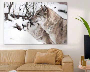 Vrede en liefde onder de wolven, de vrouwelijke wolf likt zijn gezicht aan zijn echtgenoot aan de wo van Michael Semenov
