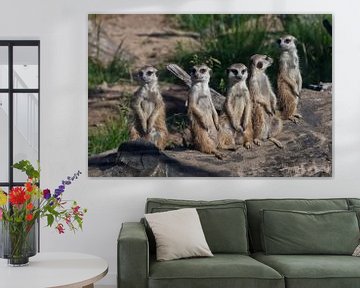 Many meerkats gathered a meeting. Cute African animals meerkats (Timon) look attentively and curious by Michael Semenov