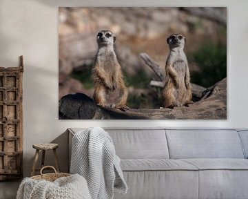 Deux suricates vous observent. Les suricates (Timon), animaux africains mignons, regardent avec atte sur Michael Semenov