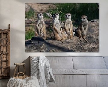 De nombreux suricates se sont réunis. Les suricates (Timon), animaux africains mignons, regardent av sur Michael Semenov