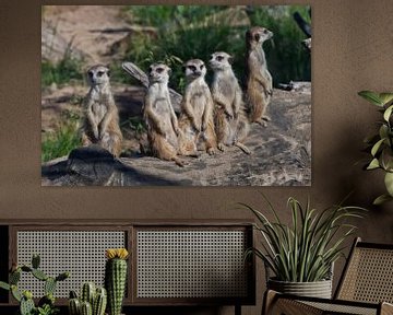 De nombreux suricates se sont réunis. Les suricates (Timon), animaux africains mignons, regardent av sur Michael Semenov