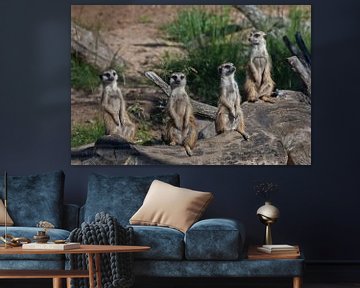 De nombreux suricates se sont réunis. Les suricates (Timon), animaux africains mignons, regardent av sur Michael Semenov