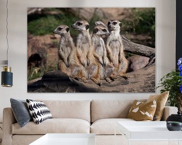 Une entreprise forte, le groupe forme un système. Les suricates (Timon), animaux africains mignons,  sur Michael Semenov