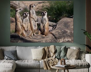 Schattige Afrikaanse dieren stokstaartjes (Timon) kijken aandachtig en nieuwsgierig.