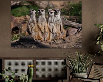 A strong company, the group form a system. Cute African animals meerkats (Timon) look attentively an by Michael Semenov