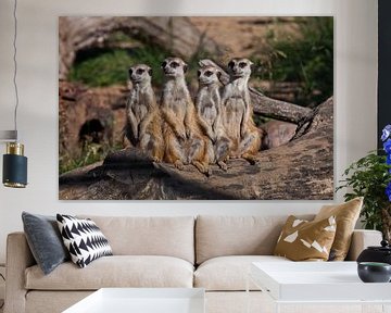 A strong company, the group form a system. Cute African animals meerkats (Timon) look attentively an by Michael Semenov