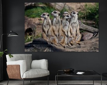 A strong company, the group form a system. Cute African animals meerkats (Timon) look attentively an by Michael Semenov