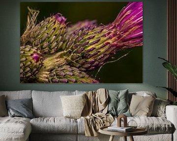 Distel 2