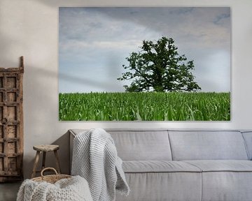 Un vieil arbre dans le champ