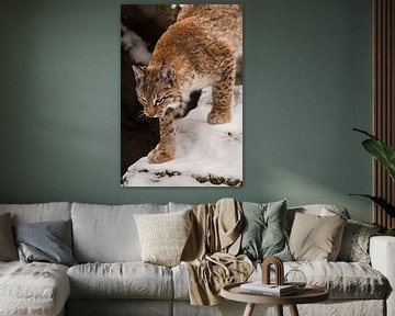 un beau lynx marche dans la neige de haut en bas gros plan du visage et des pattes sur Michael Semenov