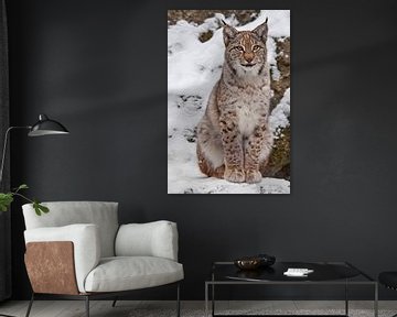 A beautiful and proud wild forest wildcat Lynx sits upright and looks with clear eyes. On the snow w by Michael Semenov