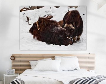 Im Schnee liegt eine Gruppe von behaarten Moschusochsen, Tiere des hohen Nordens. von Michael Semenov