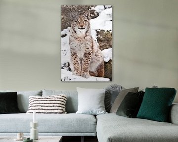 Un beau et fier chat sauvage des forêts, le lynx, se tient debout et regarde avec des yeux clairs. S sur Michael Semenov