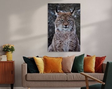Museau d'un lynx de forêt sauvage en gros plan - portrait, oreilles avec glands. regard indépendant  sur Michael Semenov