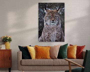 Muzzle of a wild forest cat lynx close-up- portrait, ears with tassels. independent look and strict  by Michael Semenov