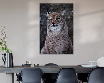 Snuit van een wilde boskat lynx close-up- portret, oren met kwastjes. onafhankelijke blik en strenge van Michael Semenov