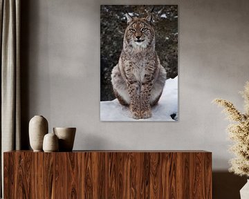 Eine schöne und stolze Waldwildkatze Luchs sitzt aufrecht und schaut mit klaren Augen. Auf dem Schne von Michael Semenov