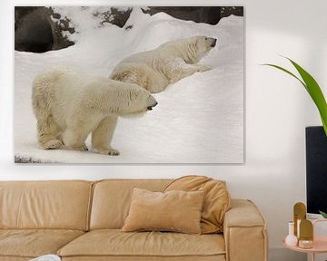 Two large arctic polar bear (male and female) in winter against the background of cold water of snow by Michael Semenov