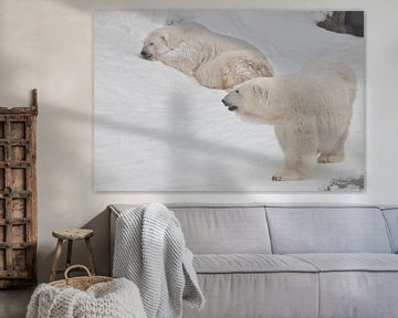 Zwei Eisbären - ein Männchen und ein Weibchen, die imposant auf dem Schnee liegen. von Michael Semenov