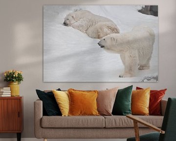 Deux ours polaires - un mâle et une femelle - imposants sur la neige. sur Michael Semenov