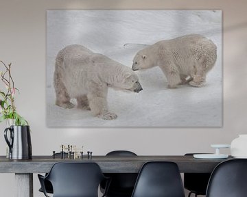 Twee ijsberen - mannetjes en vrouwtjes die imposant op de sneeuw liggen.