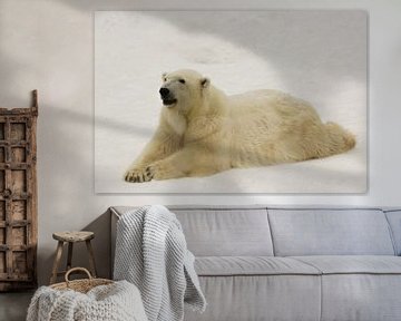 Een mooie en tevreden grote arctische ijsbeer rust (ligt) in de sneeuw in de winter te midden van sn
