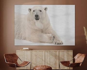 Snuit van een witte ijsbeer van dichtbij. Een ijsbeer op een sneeuw is een krachtig noordelijk dier. van Michael Semenov