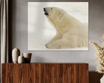 Portrait of a polar beast. Close-up. Beautiful and contented arctic polar bear in the winter against by Michael Semenov