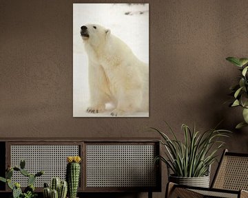 Portrait of a polar beast. Close-up. Beautiful and contented arctic polar bear in the winter against by Michael Semenov