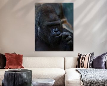 gezicht van een brutale mannelijke gorilla close-up, apen eten...