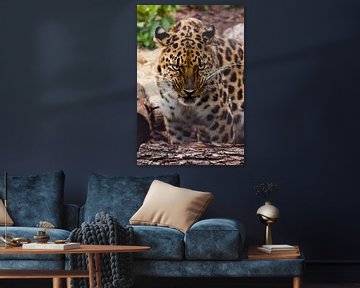 Schnauze eines schönen fernöstlichen Leoparden in Nahaufnahme vor dem Hintergrund von Waldabfall und von Michael Semenov