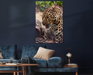 Muzzle of a beautiful Far Eastern leopard close-up against the background of forest litter and logs, by Michael Semenov