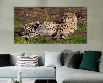 A lazy cheetah with orange skin lit by the sun lies in the green spring grass, a large spotted cat. by Michael Semenov