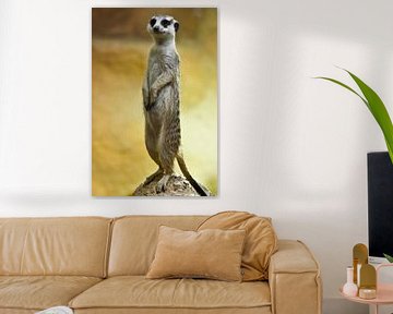 Attentive cute meerkat worth column. Watchful meerkat on a yellow-orange background. by Michael Semenov