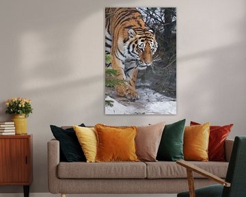 Tiger im Wald. Amur-Tiger (Sibirischer Tiger) zwischen Tannenbäumen in Winter-Nahaufnahme, kraftvoll von Michael Semenov